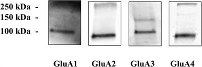 Antibodies Against the NH2-Terminus of the GluA Subunits Affect the AMPA-Evoked Releasing Activity: The Role of Complement